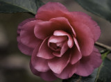 Camelia