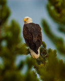 Bald-Eagle-YNP-2015.jpg