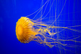 2013 ☆ Charente-maritime ☆ Aquarium La Rochelle (France)