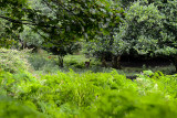 Inisfallen Island, Lough Leane, Killarney NP