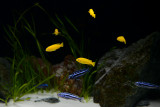 Maingano and Saulosi cichlids