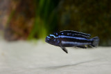 Maingano cichlid