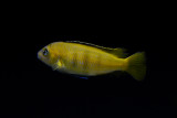 Saulosi cichlid