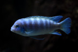 Metriaclima lombardoi (Kenyi Cichlid) female, Lake Malawi