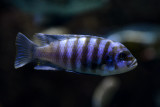 Metriaclima zebra chilumba female, Lake Malawi