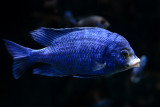 Placidochromis phenochilus mdoka white lips, Lake Malawi