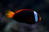 Anemonefish, coral reef