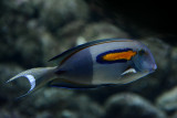 Orangespot surgeonfish, coral reef