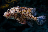 Red lionfish, coral reef