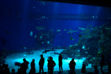 The big fish tank in The Blue Planet
