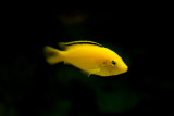 Labidochromis caeruleus Kakusa