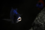 Placidochromis phenochilus Mdoka white lips