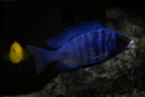 Placidochromis phenochilus Mdoka white lips