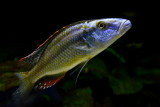 Dimidiochromis compressiceps