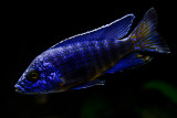 Aulonocara Stuartgranti Chilumba