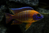 Aulonocara Rubin Red