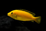 Labidochromis caeruleus Kakusa