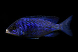 Placidochromis phenochilus Mdoka white lips