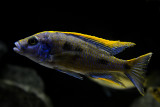 Otopharynx lithobates Zimbawe Rock