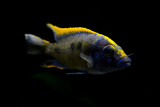 Otopharynx lithobates Zimbawe Rock