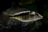 Mylochromis Mchuse