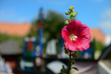 Mallow, Nida, Curonian Spit