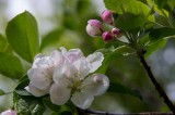 Apple blossoms.jpg