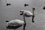 Swans in Hamburg