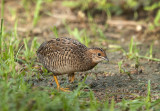 blue_breasted_quail