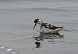 phalarope
