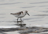 sanderling