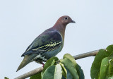 cinnamon_headed_green_pigeon