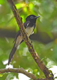 japanese_paradise_flycatcher