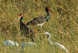 Black Stork