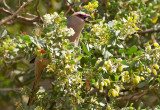 Blue-naped-Mousebird