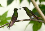 Sapphire-vented Puffleg