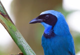 Turquoise Jay