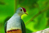 Beautiful Fruit-Dove