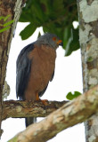 Variable Goshawk