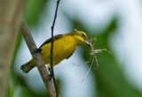 Olive-backed Sunbird ( fem)