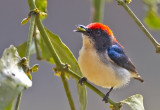 Scarlet-backed Flowerpecker