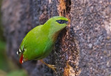 Fire-tailed Myzornis