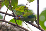 Golden-fronted Barbet