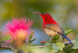 CrImson Sunbird