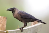 House Crow