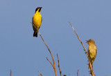 Yellow-bellied Dacnis.