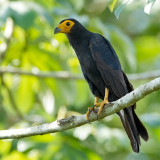 Black Caracara