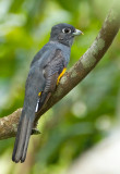 Surucua Trogon.(f)