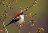 Red-headed Shrike