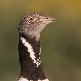 Little Bustard